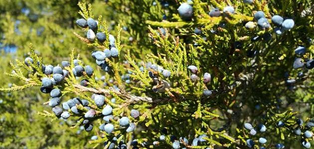 فوائد زيت القطران للوجه صورة مقال فوائد زيت القطران للوجه