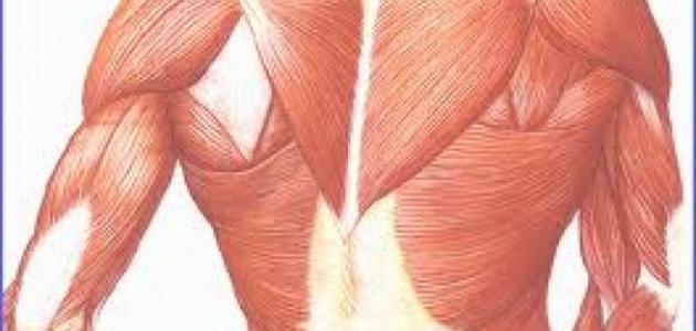 ما هي العضلات الملساء صورة مقال ما هي العضلات الملساء
