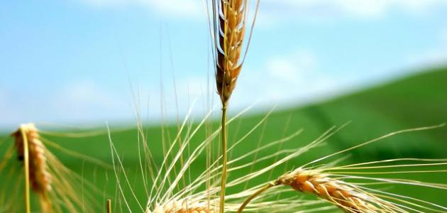 فوائد دقيق الدخن للحامل صورة مقال فوائد دقيق الدخن للحامل