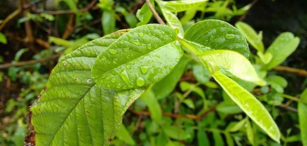 فوائد شرب ورق الحناء صورة مقال فوائد شرب ورق الحناء