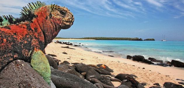 معلومات عن جزيرة غالاباغوس صورة مقال معلومات عن جزيرة غالاباغوس