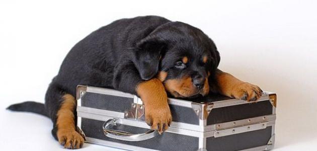 مواصفات الكلاب الروت وايلر صورة مقال مواصفات الكلاب الروت وايلر