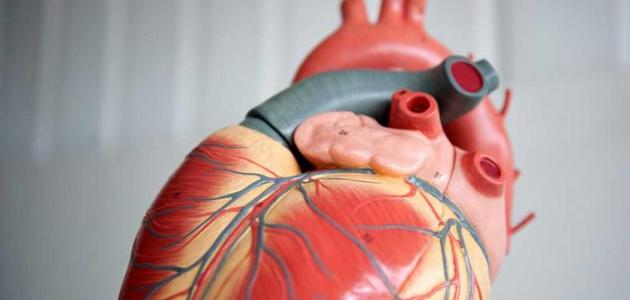 ما هي صمامات القلب صورة مقال ما هي صمامات القلب