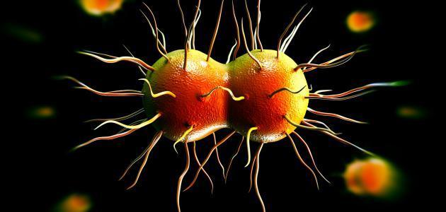 مراحل تطور مرض السيلان صورة مقال مراحل تطور مرض السيلان