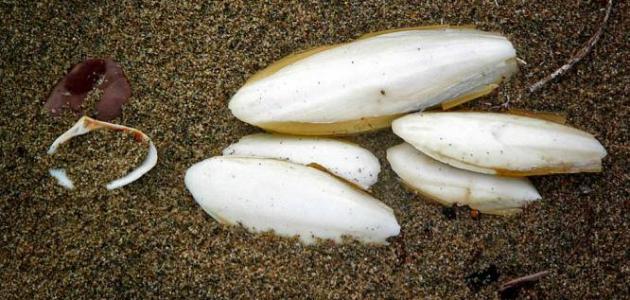 فوائد لسان البحر للجسم صورة مقال فوائد لسان البحر للجسم