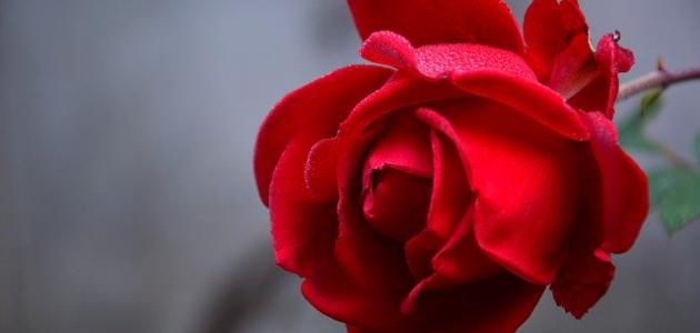 احلى ابيات الغزل صورة مقال احلى ابيات الغزل