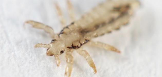 طريقة التخلص من القمل في المنزل صورة مقال طريقة التخلص من القمل في المنزل