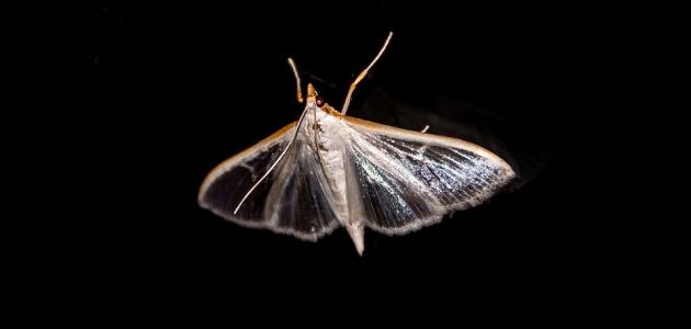 طرق مكافحة العثة صورة مقال طرق مكافحة العثة