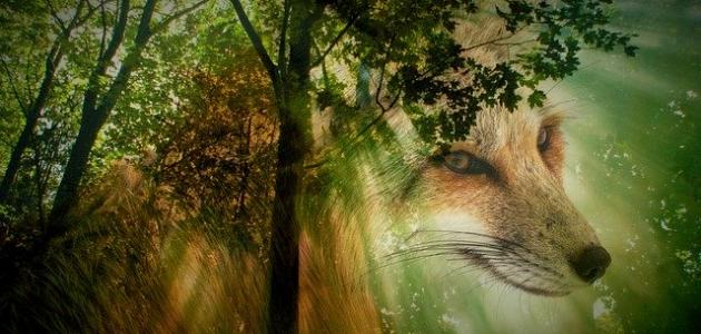 قصة يوسف عليه السلام صورة مقال قصة يوسف عليه السلام