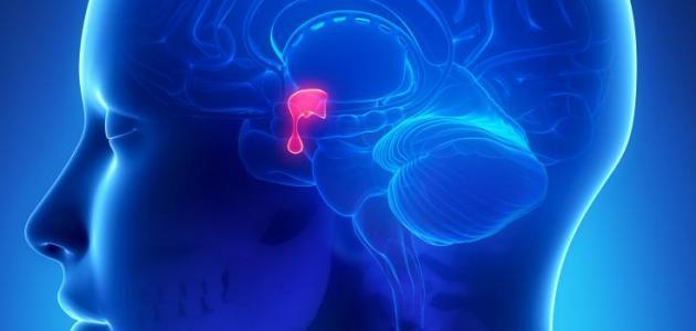 تشخيص أورام الغدة النخامية صورة مقال تشخيص أورام الغدة النخامية