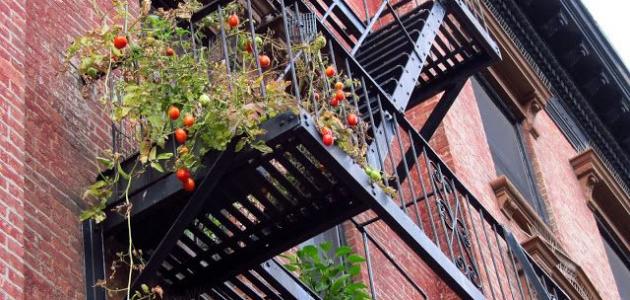 أهمية سلم الطوارئ صورة مقال أهمية سلم الطوارئ