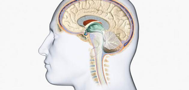 أعراض الورم السحائي الدماغي الحميد - فيديو صورة مقال أعراض الورم السحائي الدماغي الحميد - فيديو