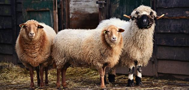 مواصفات خروف الأضحية صورة مقال مواصفات خروف الأضحية