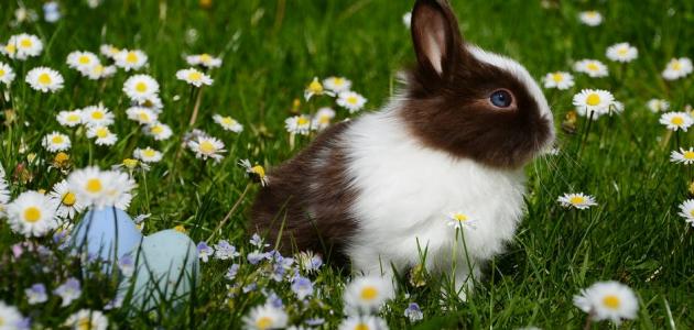 معلومات عن أنواع الأرانب صورة مقال معلومات عن أنواع الأرانب