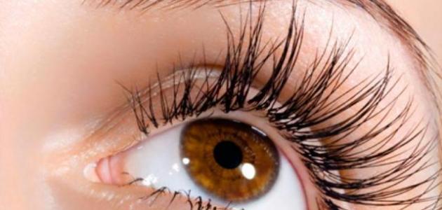 طريقة تطويل الرموش والحواجب صورة مقال طريقة تطويل الرموش والحواجب