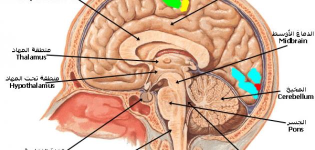ما وظيفة قشرة المخ صورة مقال ما وظيفة قشرة المخ