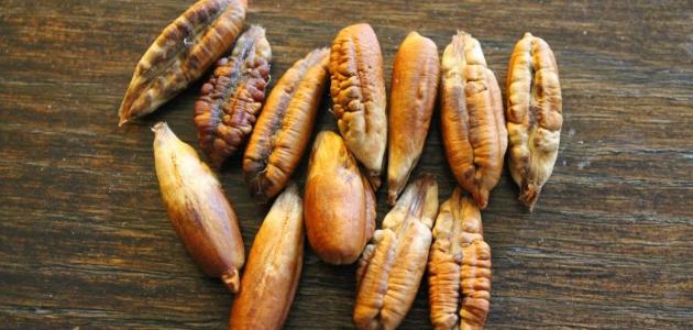 طريقة صنع كحل نواة التمر صورة مقال طريقة صنع كحل نواة التمر