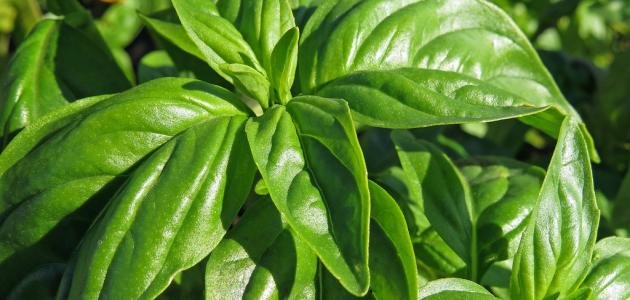 ما هو الحبق صورة مقال ما هو الحبق