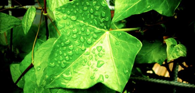 طريقة تنفس النبات في الليل صورة مقال طريقة تنفس النبات في الليل