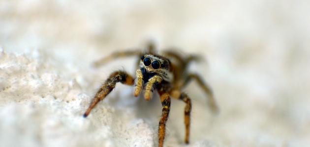 تفسير العنكبوت في الحلم صورة مقال تفسير العنكبوت في الحلم