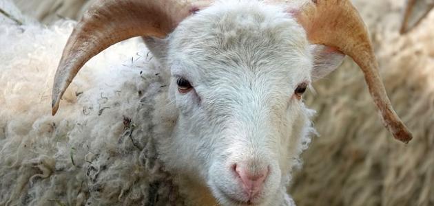 شروط ذبيحة الفدو صورة مقال شروط ذبيحة الفدو