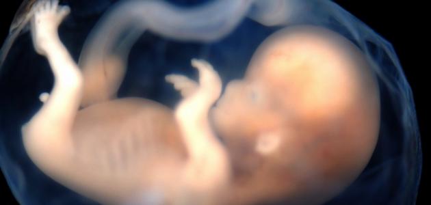 متى يتكون السائل حول الجنين صورة مقال متى يتكون السائل حول الجنين