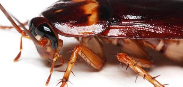طريقة عمل مبيد سائل للصراصير صورة مقال طريقة عمل مبيد سائل للصراصير