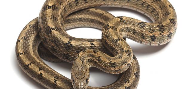 تفسير رؤية الثعبان صورة مقال تفسير رؤية الثعبان