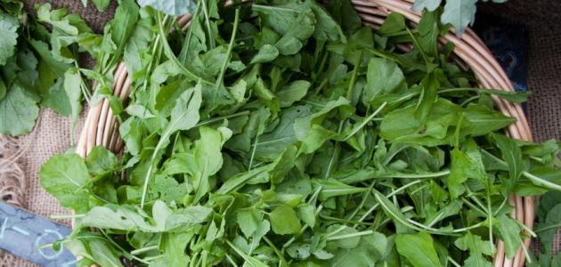 وصفات الجرجير لتطويل الشعر صورة مقال وصفات الجرجير لتطويل الشعر