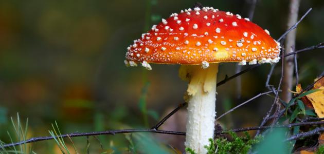 ما هو الفطر صورة مقال ما هو الفطر