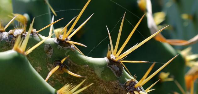 حديث شريف عن الصبر صورة مقال حديث شريف عن الصبر