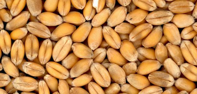 طريقة استعمال جنين القمح صورة مقال طريقة استعمال جنين القمح