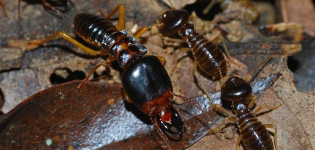 طريقة مكافحة حشرة الأرضة صورة مقال طريقة مكافحة حشرة الأرضة