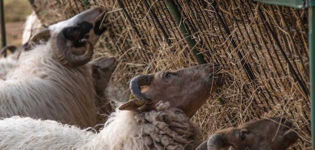 حديث عن الأضحية صورة مقال حديث عن الأضحية
