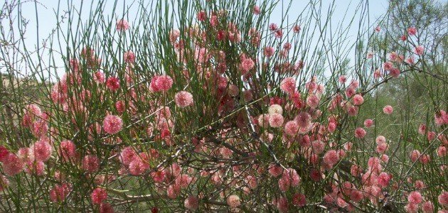 معلومات عن نبات الأرطة صورة مقال معلومات عن نبات الأرطة