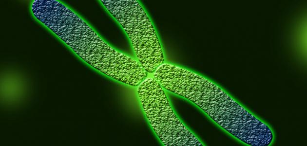 كم عدد الكروموسومات في الحيوانات صورة مقال كم عدد الكروموسومات في الحيوانات