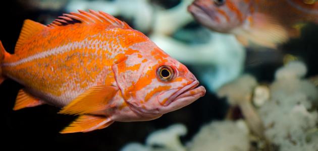 ماذا تتنفس الأسماك صورة مقال ماذا تتنفس الأسماك