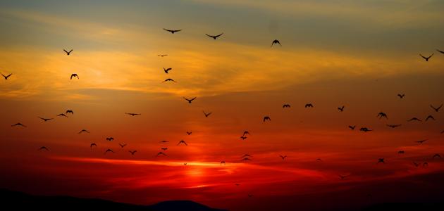 حكم ومواعظ دينية صورة مقال حكم ومواعظ دينية