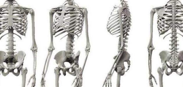 مم يتكون الجهاز الهيكلي صورة مقال مم يتكون الجهاز الهيكلي