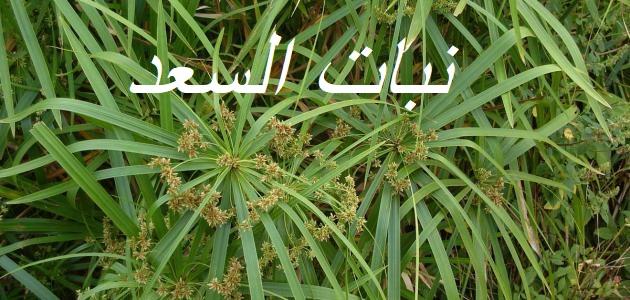 فوائد نبات السعد للبشرة صورة مقال فوائد نبات السعد للبشرة