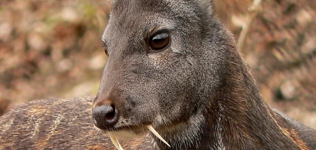 من أين يستخرج عطر المسك صورة مقال من أين يستخرج عطر المسك