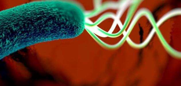 ما هي أعراض بكتيريا المعدة صورة مقال ما هي أعراض بكتيريا المعدة