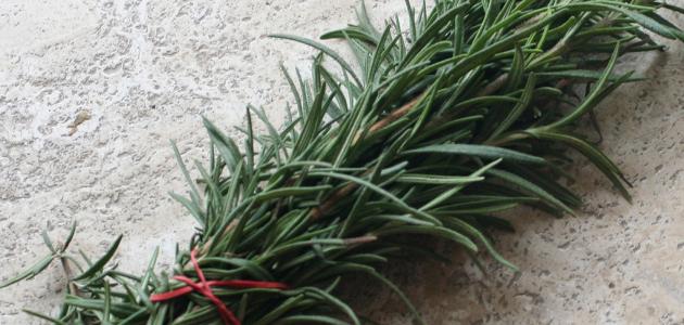 إكليل الجبل صورة مقال إكليل الجبل