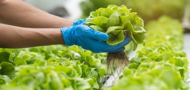 ما مزايا وعيوب الزراعة المائية صورة مقال ما مزايا وعيوب الزراعة المائية