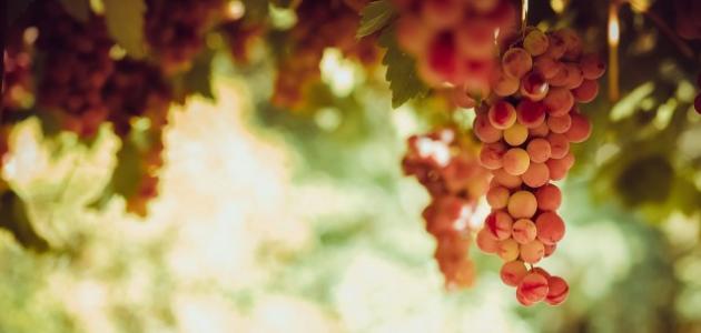 كم عدد السعرات الحرارية في العنب صورة مقال كم عدد السعرات الحرارية في العنب