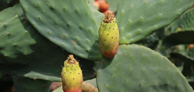 ما هي فوائد الصبار الصحية صورة مقال ما هي فوائد الصبار الصحية