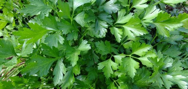 ما هي فوائد الشعير والبقدونس صورة مقال ما هي فوائد الشعير والبقدونس