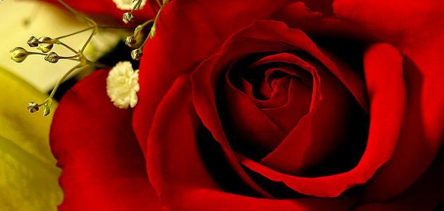 كلمات غزل وحب صورة مقال كلمات غزل وحب