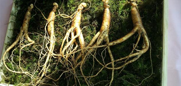 طرق زيادة هرمون التستوستيرون طبيعياً صورة مقال طرق زيادة هرمون التستوستيرون طبيعياً