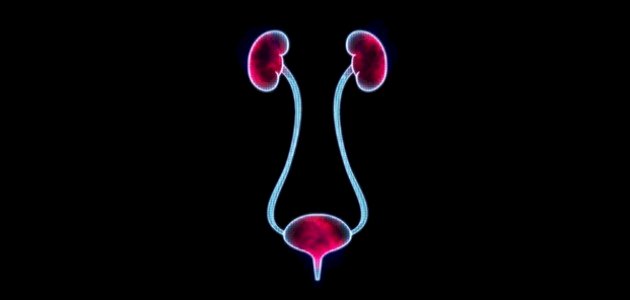 علاج حصوة الحالب صورة مقال علاج حصوة الحالب